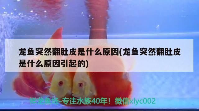 龍魚翻了怎么搶救vs祥龍魚場：龍魚翻缸需要正確的方法來處理，飼養者需要正確的方法來處理