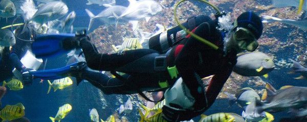 水族館門面圖片真實(shí)（水族館門面圖片的制作過程）