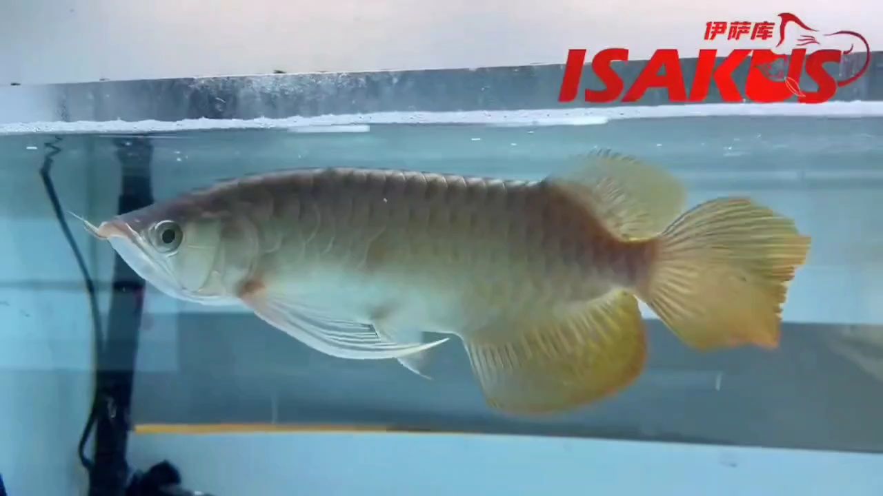 伊薩庫(kù)S級(jí),都喜歡大大的尾巴