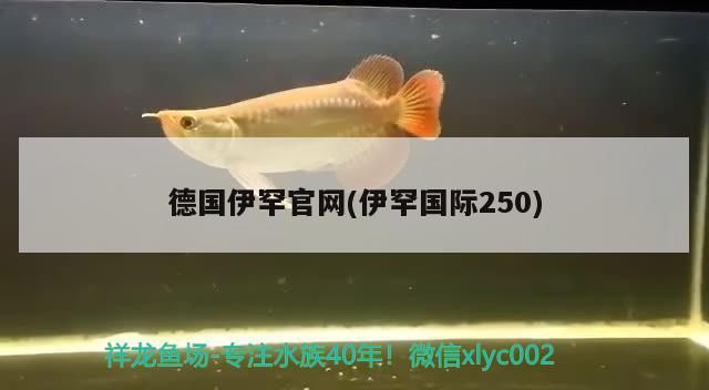 德國伊罕官網(伊罕國際250)
