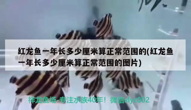 孟吉爾～全系列在庫小孟紅外線萬吉 孟吉爾～全系列在庫小孟紅外線萬吉 廣州孟吉爾 第2張