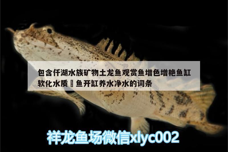 包含仟湖水族礦物土龍魚觀賞魚增色增艷魚缸軟化水質魟魚開缸養水凈水的詞條