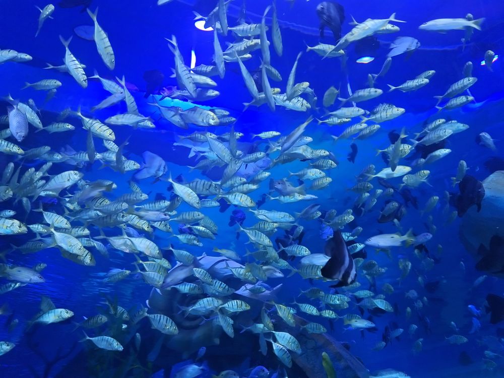 綏化哪里有水族館(綏化附近玩水的地方) 綏化哪里有水族館(綏化附近玩水的地方) 黃金貓魚百科 第1張