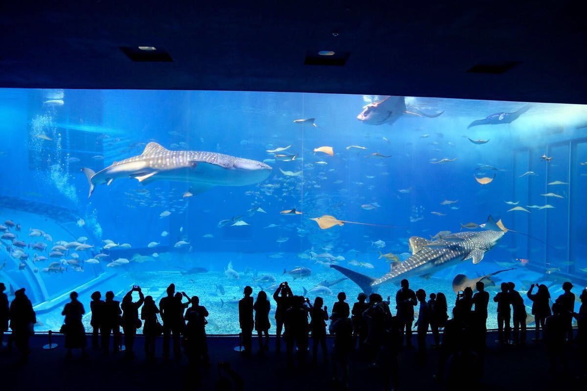 綏化哪里有水族館(綏化附近玩水的地方) 綏化哪里有水族館(綏化附近玩水的地方) 黃金貓魚百科 第3張