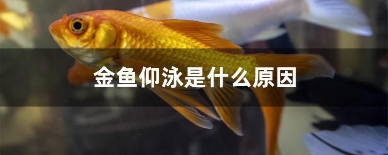 龍魚干蝦有營養嗎 金魚仰泳是什么原因 錦鯉魚百科 金魚仰泳是什么原因 金魚仰泳是什么原因 錦鯉魚百科