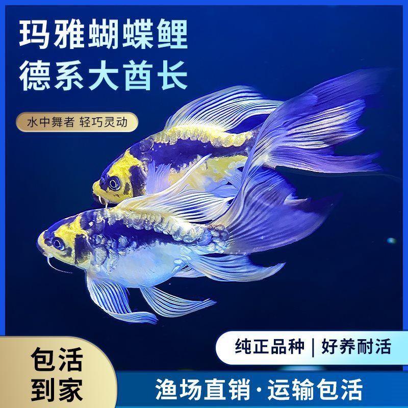 蝴蝶鯉短身好看還是球體好看（關(guān)于蝴蝶鯉短身和球體哪種更好看的問題需結(jié)合體型特征、飼養(yǎng)需求和審美偏好綜合分析） 蝴蝶鯉短身好看還是球體好看（關(guān)于蝴蝶鯉短身和球體哪種更好看的問題需結(jié)合體型特征、飼養(yǎng)需求和審美偏好綜合分析） 蝴蝶鯉百科 第2張