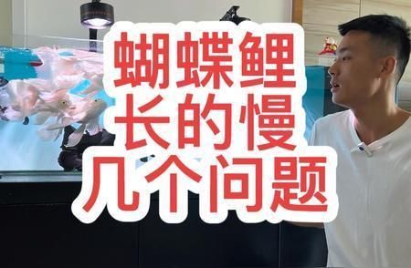 蝴蝶鯉的生長速度有多快（蝴蝶鯉的生長速度受品種、養殖條件、營養攝入等因素影響）