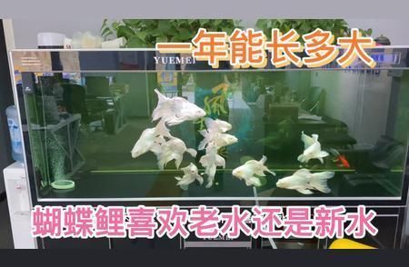 蝴蝶鯉的生長速度有多快（蝴蝶鯉的生長速度受品種、養(yǎng)殖條件、營養(yǎng)攝入等因素影響）