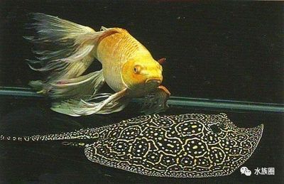 魟魚腹部顏色不一樣：魟魚腹部顏色的不同 魟魚腹部顏色不一樣：魟魚腹部顏色的不同 魟魚百科 第1張