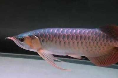 金龍魚繁殖的最佳水溫：金龍魚的繁殖水溫應保持在28°c至30°c,在這個溫度范圍內