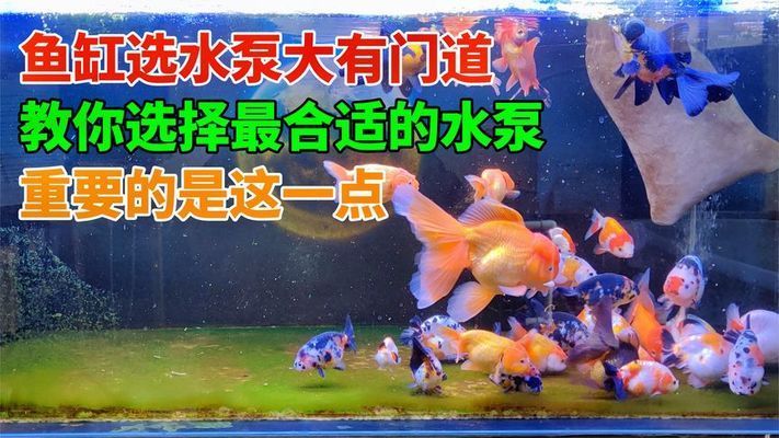 創(chuàng)寧水泵廠家在哪里（創(chuàng)寧水泵官方網(wǎng)站） 創(chuàng)寧水泵廠家在哪里（創(chuàng)寧水泵官方網(wǎng)站） 創(chuàng)寧水族