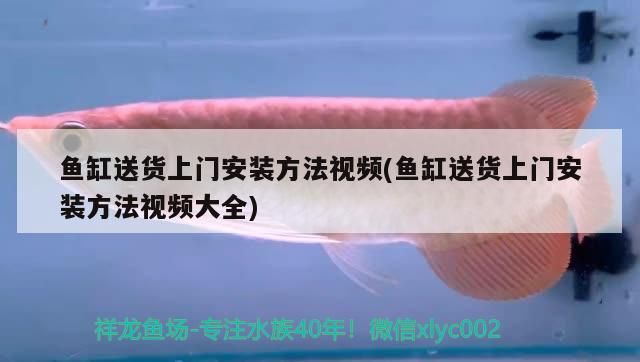 yee意牌水族用品怎么樣（意牌魚缸官網）