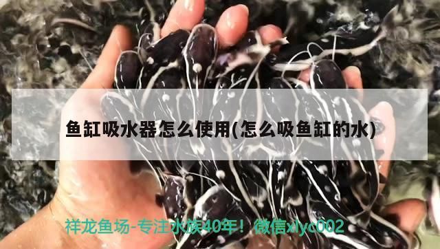 yee意牌水族用品怎么樣（意牌魚缸官網）