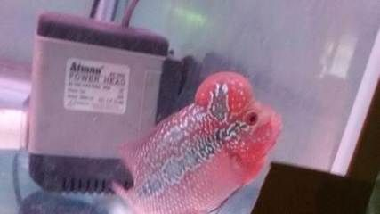 虎魚白點病下多少鹽：虎魚白點病下多少鹽，
