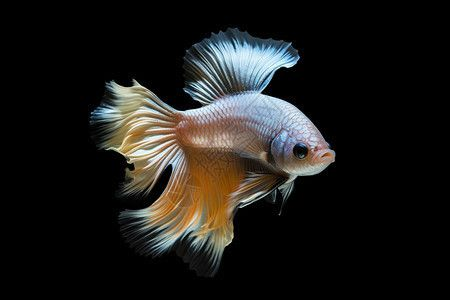 水族館名字大全 有創意：創意水族館名字大全：創意十足，引人入勝，