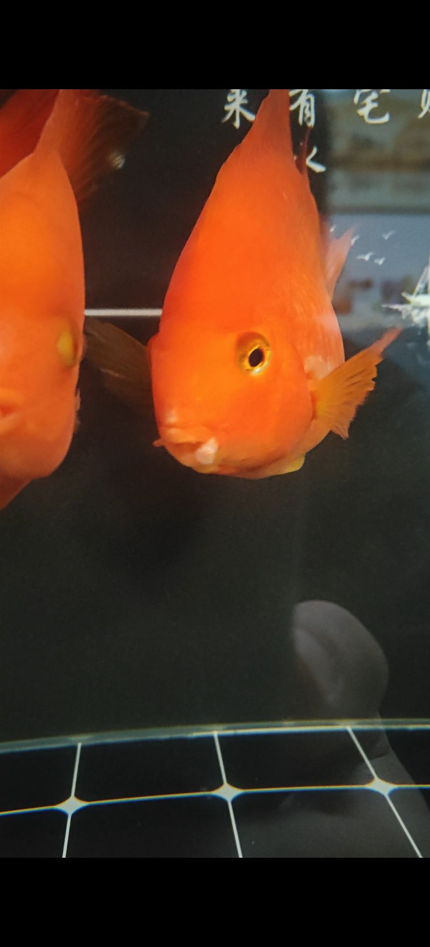 求助各位大神幫忙看看鸚鵡魚嘴怎么回事 龍魚論壇 第1張 求助各位大神幫忙看看鸚鵡魚嘴怎么回事 求助各位大神幫忙看看鸚鵡魚嘴怎么回事 龍魚論壇 第1張
