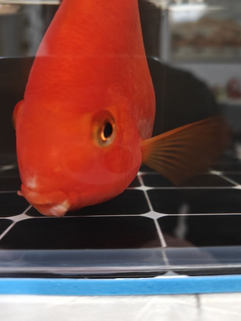 求助各位大神幫忙看看鸚鵡魚嘴怎么回事 龍魚論壇 第3張 求助各位大神幫忙看看鸚鵡魚嘴怎么回事 求助各位大神幫忙看看鸚鵡魚嘴怎么回事 龍魚論壇 第3張