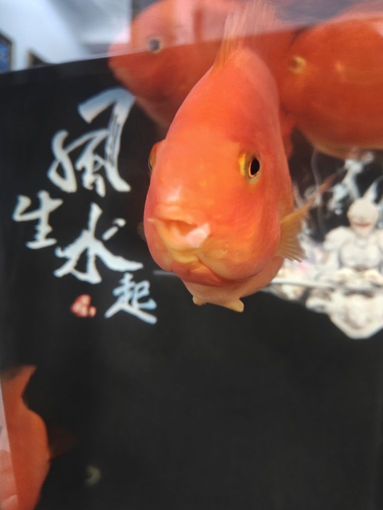 求助各位大神幫忙看看鸚鵡魚嘴怎么回事 龍魚論壇 第4張 求助各位大神幫忙看看鸚鵡魚嘴怎么回事 求助各位大神幫忙看看鸚鵡魚嘴怎么回事 龍魚論壇 第4張