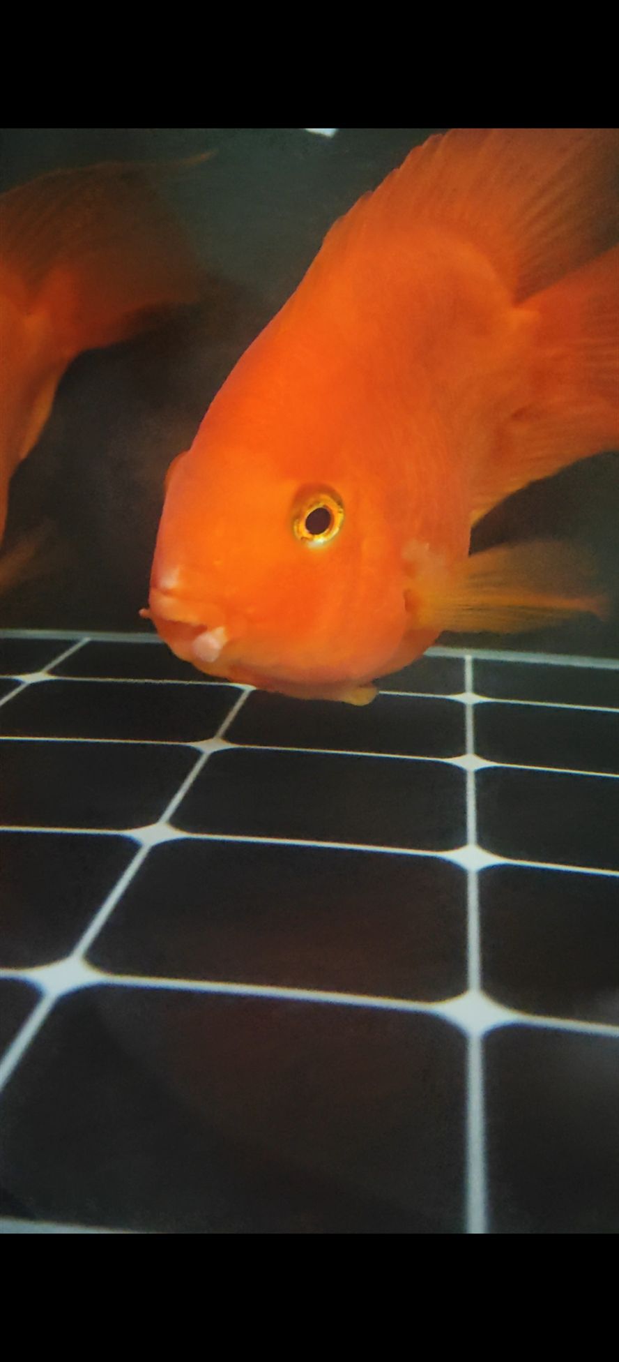 求助各位大神幫忙看看鸚鵡魚嘴怎么回事 龍魚論壇 第5張 求助各位大神幫忙看看鸚鵡魚嘴怎么回事 求助各位大神幫忙看看鸚鵡魚嘴怎么回事 龍魚論壇 第5張