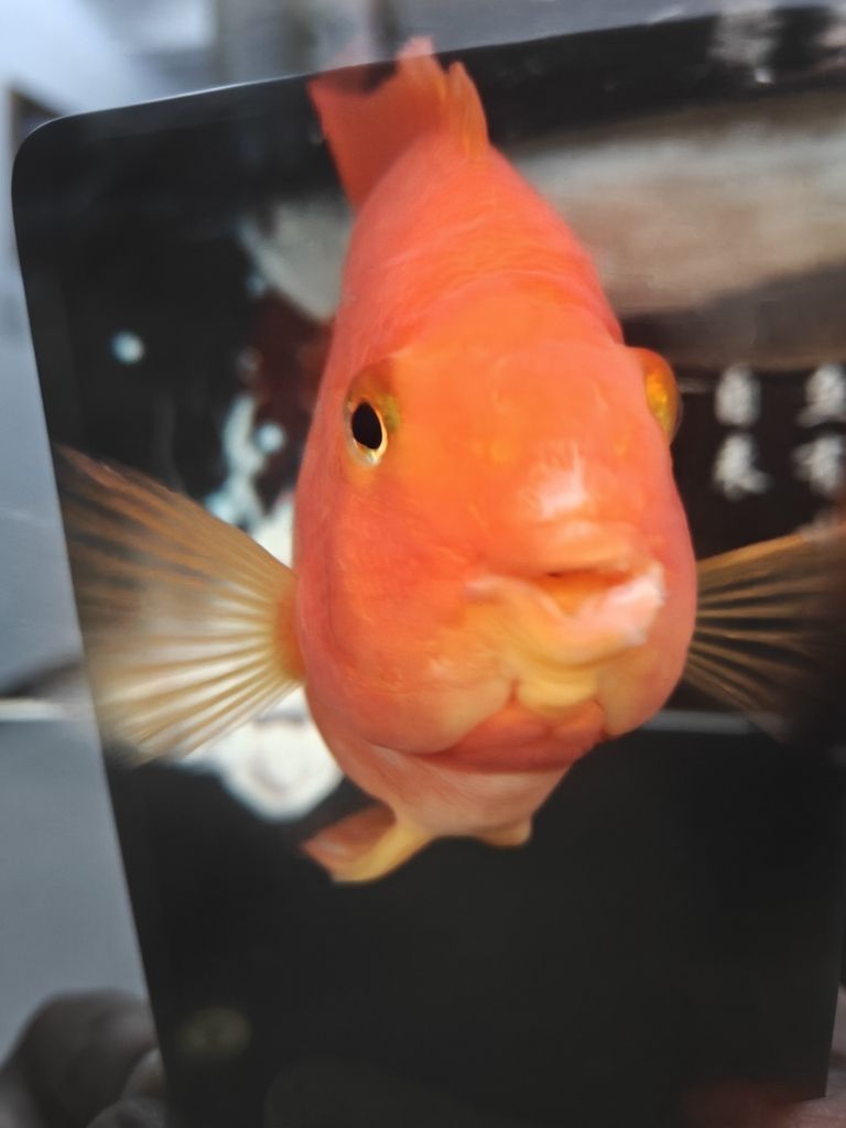 求助各位大神幫忙看看鸚鵡魚嘴怎么回事 龍魚論壇 第6張 求助各位大神幫忙看看鸚鵡魚嘴怎么回事 求助各位大神幫忙看看鸚鵡魚嘴怎么回事 龍魚論壇 第6張