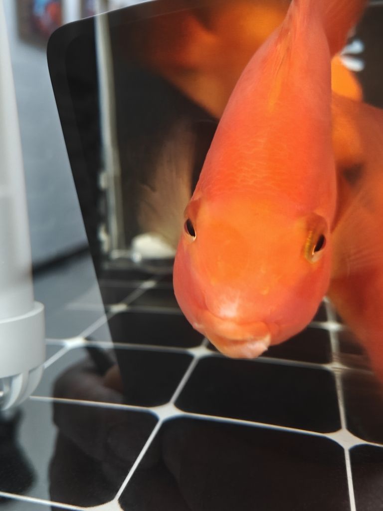 求助各位大神幫忙看看鸚鵡魚嘴怎么回事 龍魚論壇 第7張 求助各位大神幫忙看看鸚鵡魚嘴怎么回事 求助各位大神幫忙看看鸚鵡魚嘴怎么回事 龍魚論壇 第7張