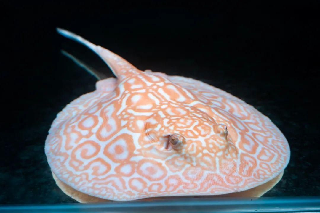 聊城魚缸廠家直銷店(聊城魚缸廠家直銷店地址) 黃金貓魚百科 第1張 聊城魚缸廠家直銷店(聊城魚缸廠家直銷店地址) 聊城魚缸廠家直銷店(聊城魚缸廠家直銷店地址) 黃金貓魚百科 第1張