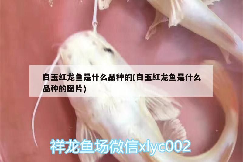 聊城魚缸廠家直銷店(聊城魚缸廠家直銷店地址) 黃金貓魚百科 第2張 聊城魚缸廠家直銷店(聊城魚缸廠家直銷店地址) 聊城魚缸廠家直銷店(聊城魚缸廠家直銷店地址) 黃金貓魚百科 第2張