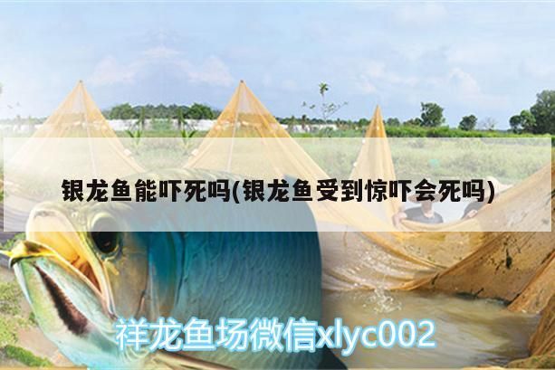 銀龍魚能嚇死嗎(銀龍魚受到驚嚇會死嗎)
