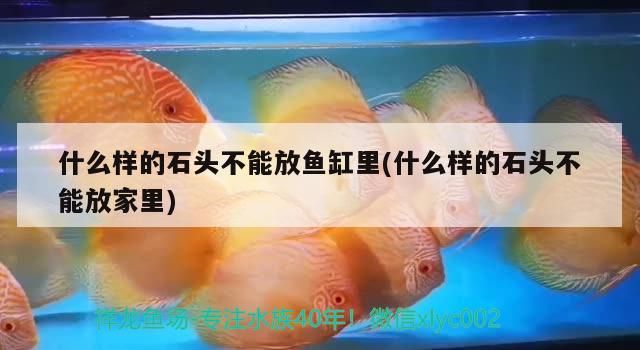 什么樣的石頭不能放魚缸里(什么樣的石頭不能放家里) 什么樣的石頭不能放魚缸里(什么樣的石頭不能放家里) 九鼎魚缸