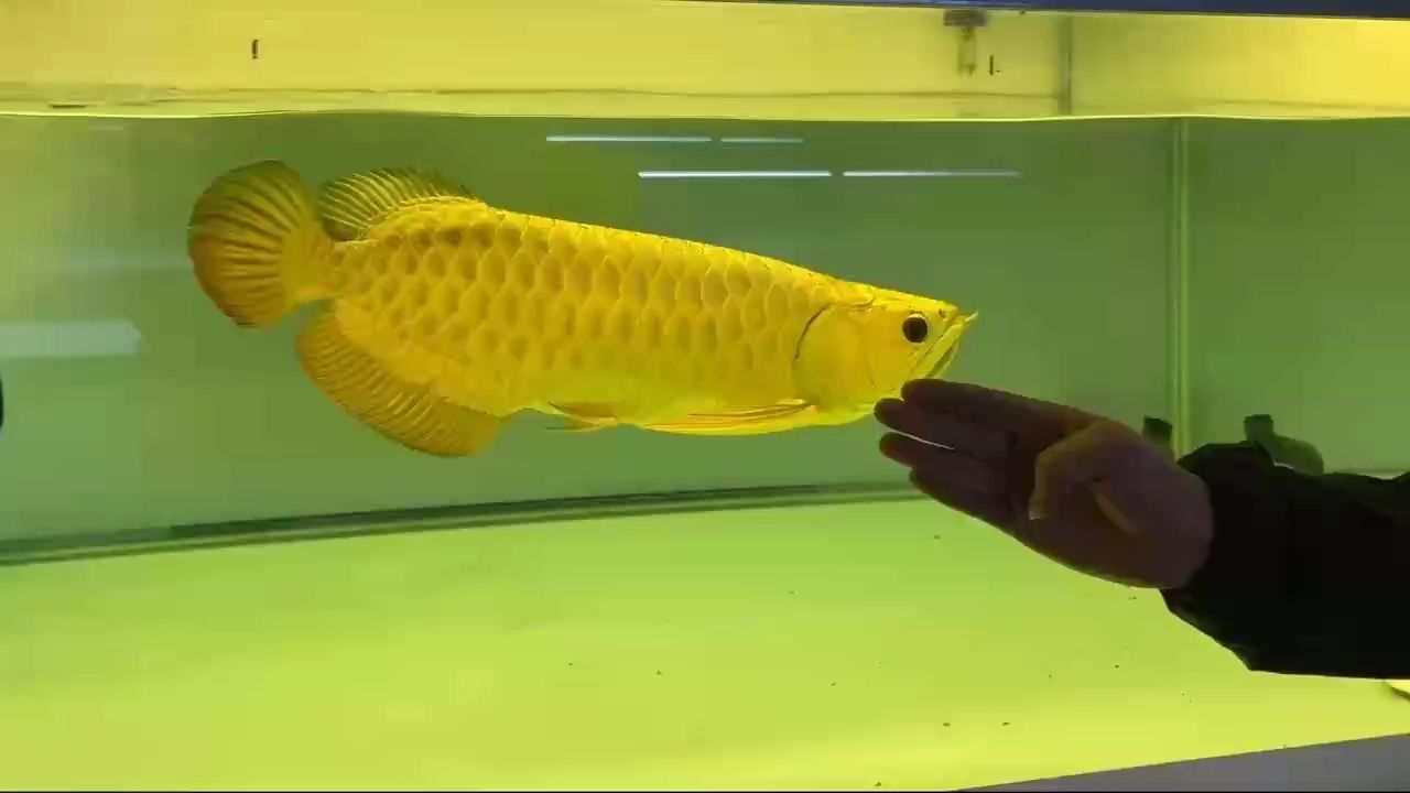分享鼓喉動力十足
