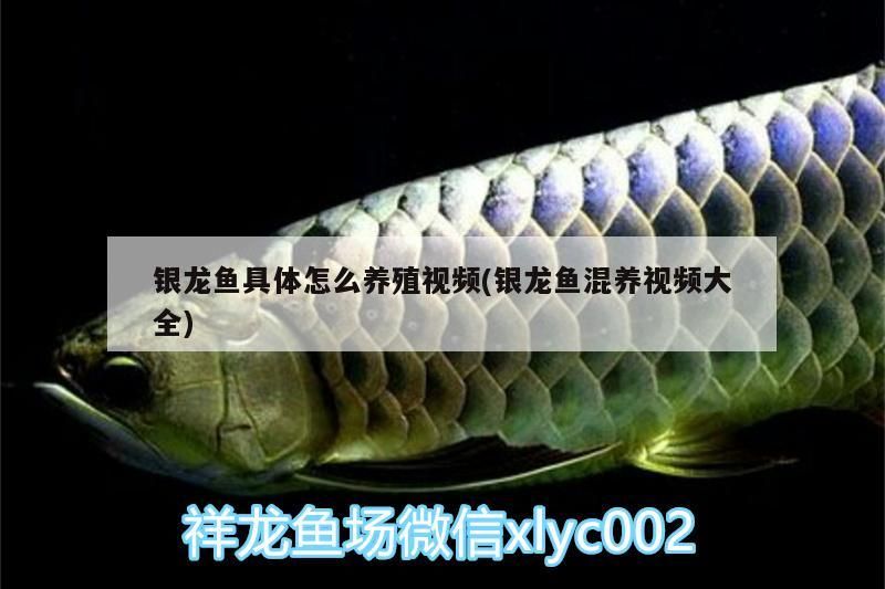 銀龍魚(yú)具體怎么養(yǎng)殖視頻(銀龍魚(yú)混養(yǎng)視頻大全)