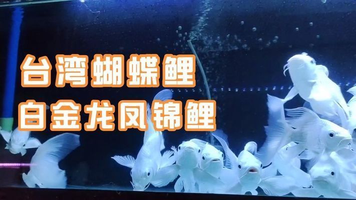 蝴蝶鯉買白普還是球體（白普（普通體型）與球體蝴蝶鯉的區別） 蝴蝶鯉買白普還是球體（白普（普通體型）與球體蝴蝶鯉的區別） 蝴蝶鯉百科 第2張