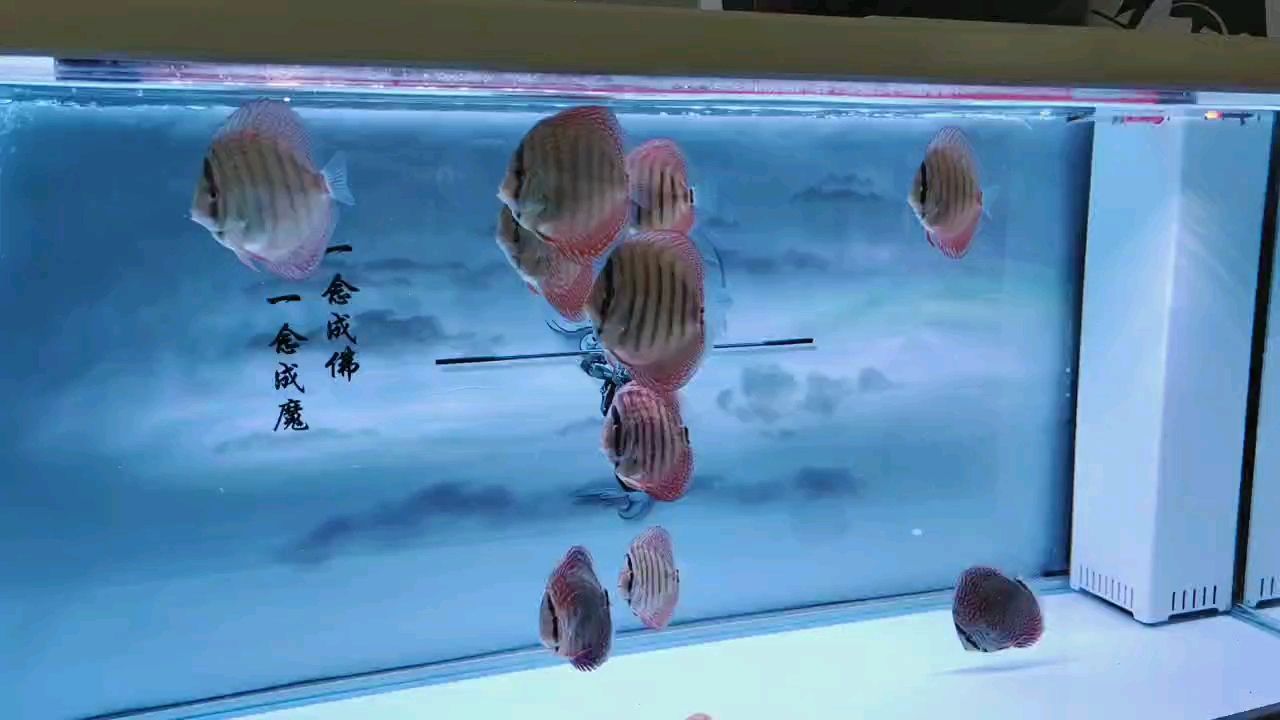 七彩德松苗3個多月
