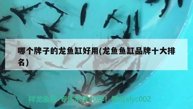 哪個(gè)牌子的龍魚缸好用(龍魚魚缸品牌十大排名)