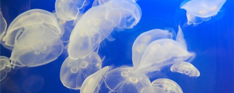 水母有心臟嗎有骨頭嗎 水母有心臟嗎有骨頭嗎 錦鯉魚百科