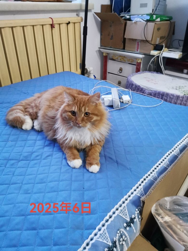 小橘貓 每天像個不聽話的孩子 一樣調皮搗