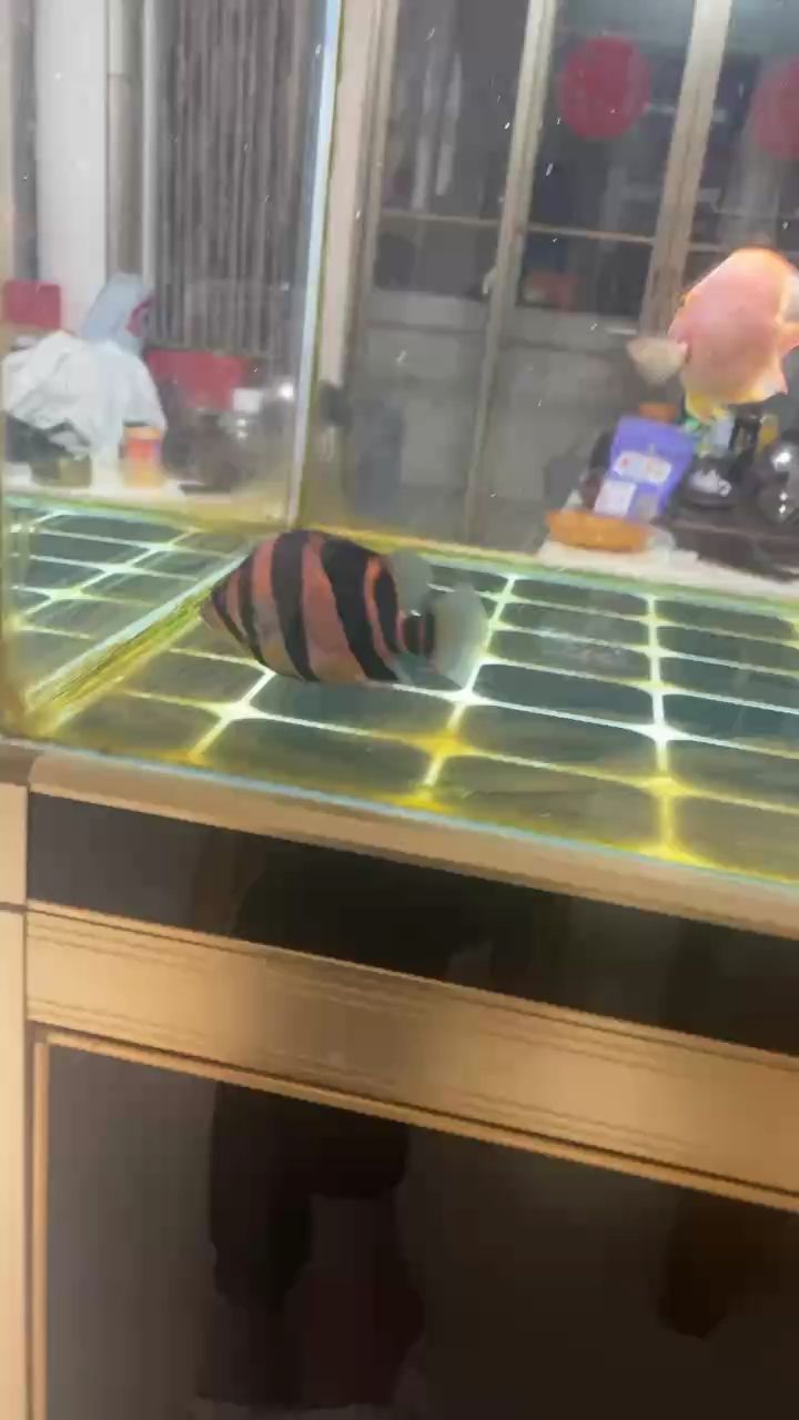 黑缸養虎難得一見的明 黑缸養虎難得一見的明 龍魚論壇