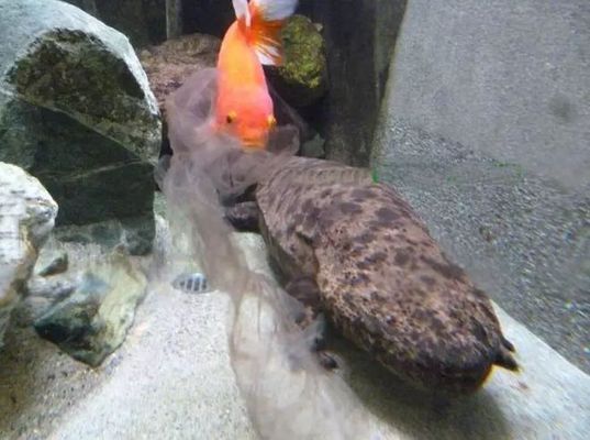 漢中哪里賣魚缸便宜（漢中哪里賣魚缸便宜又好） 漢中哪里賣魚缸便宜（漢中哪里賣魚缸便宜又好） 黃金貓魚百科