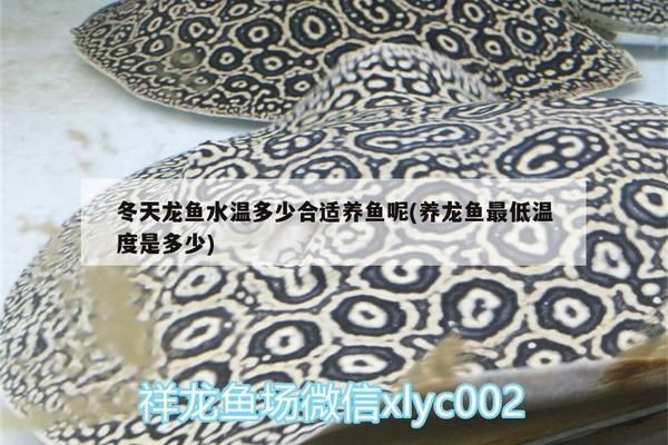 26度養龍魚vs祥龍魚場：26度養龍魚和祥龍魚場養殖水溫控制技巧，龍魚養殖水溫控制技巧