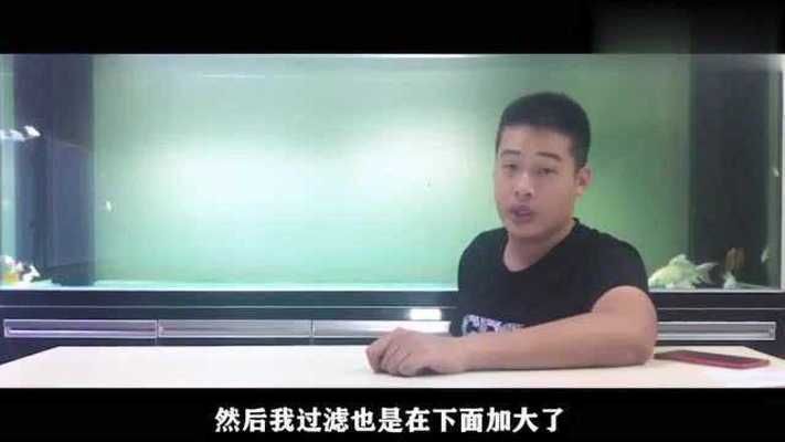 普直蝴蝶鯉是什么品種（普身（或普直）蝴蝶鯉是蝴蝶鯉的常見基礎體型品種） 普直蝴蝶鯉是什么品種（普身（或普直）蝴蝶鯉是蝴蝶鯉的常見基礎體型品種） 蝴蝶鯉百科 第2張