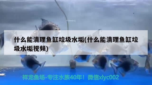 什么能清理魚缸垃圾水垢(什么能清理魚缸垃圾水垢視頻)