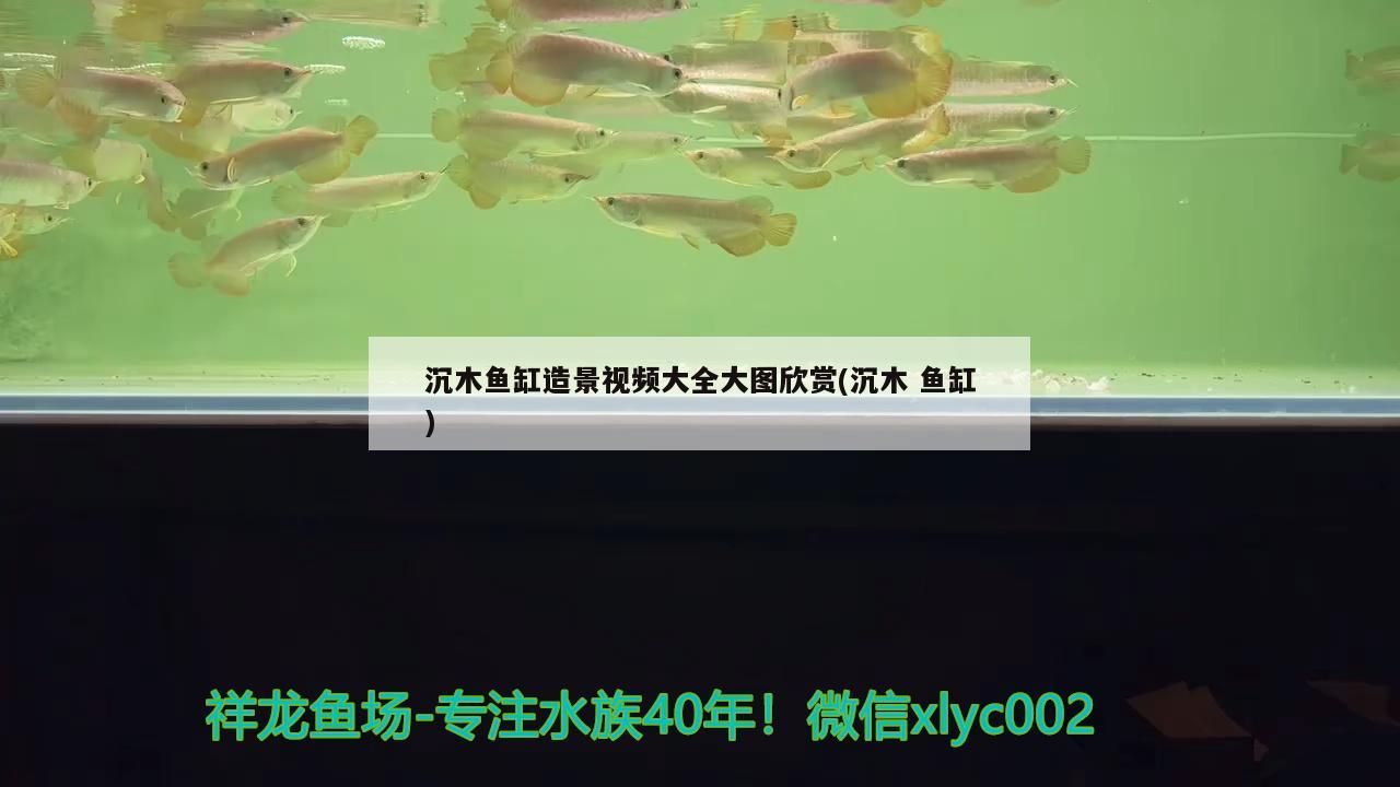 紅龍魚用黃燈烤有用嗎 沉木魚缸造景視頻大全大圖欣賞(沉木魚缸) 錦鯉魚百科 沉木魚缸造景視頻大全大圖欣賞(沉木魚缸) 沉木魚缸造景視頻大全大圖欣賞(沉木魚缸) 錦鯉魚百科