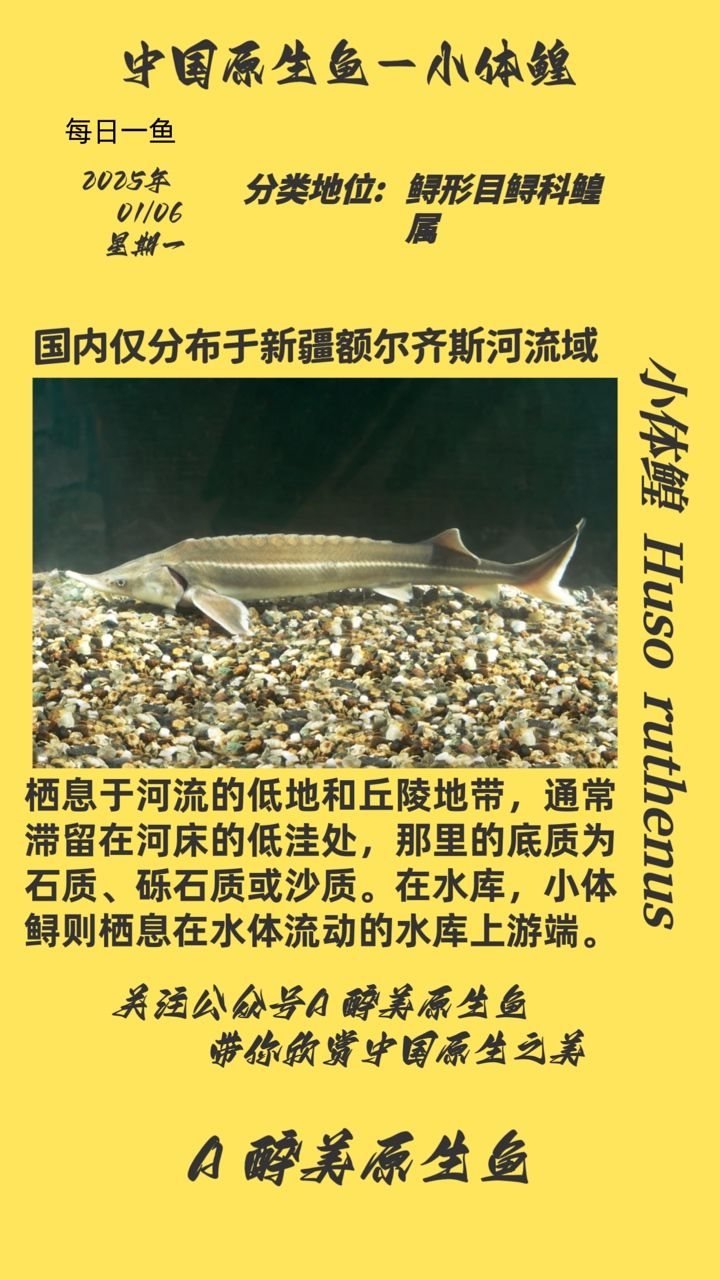 小體鰉