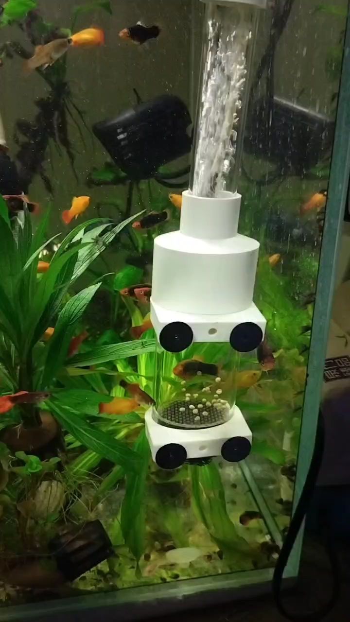 又生了一窩 又生了一窩 龍魚論壇