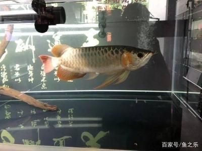 廣東孟吉爾和廣州孟吉爾：\"廣東孟吉爾和廣州孟吉爾\"
