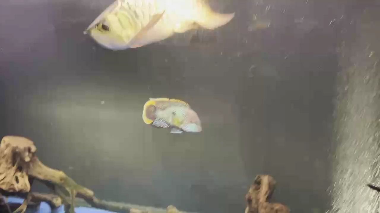 紅龍魚用黃燈烤有用嗎 魚缸里的一群吃貨,魔神雷龍魚也開始發色,越長越寬,慢慢顯現出大型魚的氣勢了。 龍魚論壇 魚缸里的一群吃貨,魔神雷龍魚也開始發色,越長越寬,慢慢顯現出大型魚的氣勢了。 魚缸里的一群吃貨,魔神雷龍魚也開始發色,越長越寬,慢慢顯現出大型魚的氣勢了。 龍魚論壇