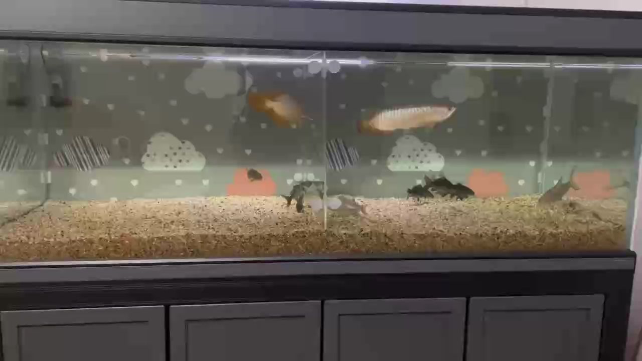 開啟雙龍飼養體驗 開啟雙龍飼養體驗 龍魚論壇