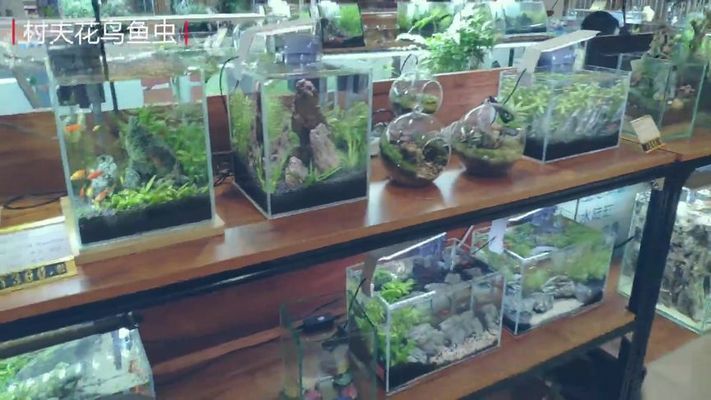 水族館一般多少錢一個(gè)：小型水族館投資金額會(huì)根據(jù)其規(guī)模、設(shè)計(jì)和技術(shù)而異 水族館一般多少錢一個(gè)：小型水族館投資金額會(huì)根據(jù)其規(guī)模、設(shè)計(jì)和技術(shù)而異 水族館百科（水族館加盟） 第4張
