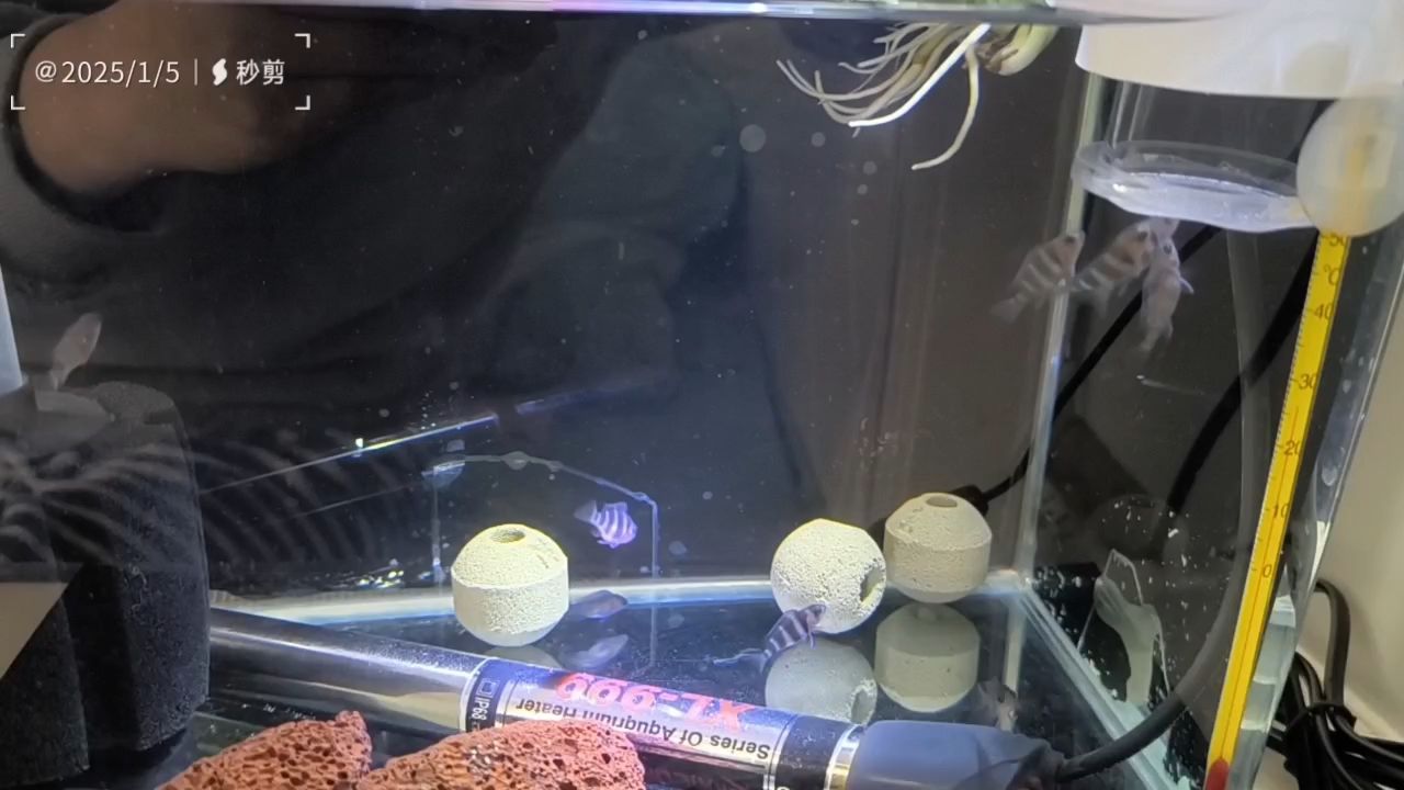 今日打卡 今日打卡 龍魚論壇
