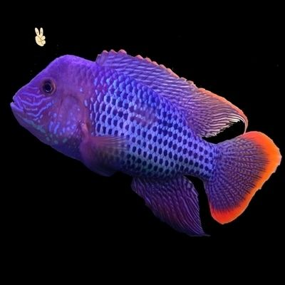 元寶鳳凰常見病：元寶鳳凰魚常見病